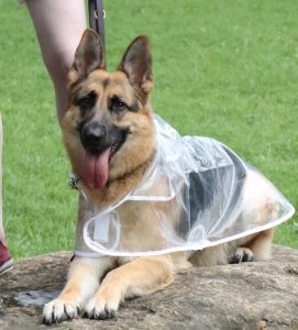 A female German Shepherd lays at the foot of her owner. The black and tan shepherd has her tonuge out and appears to be smiling at the camera. She is wearing a clear raincoat that still allows someone to see the color of her coat beneath.