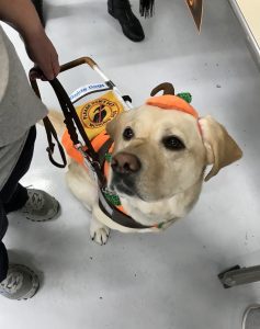 A yellow lab in a guide dog harness and a pumpkin costume seated on the floor.