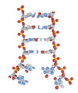 Dynamic DNA model that is partially unzipped at the bottom of the double-stranded molecule.