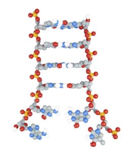 Dynamic DNA model that is partially unzipped at the bottom of the double-stranded molecule.