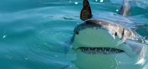 A shark partly immersed in water swims toward the camera with a Monarch butterfly resting on its nose.