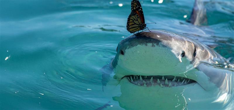 A shark partly immersed in water swims toward the camera with a Monarch butterfly resting on its nose.