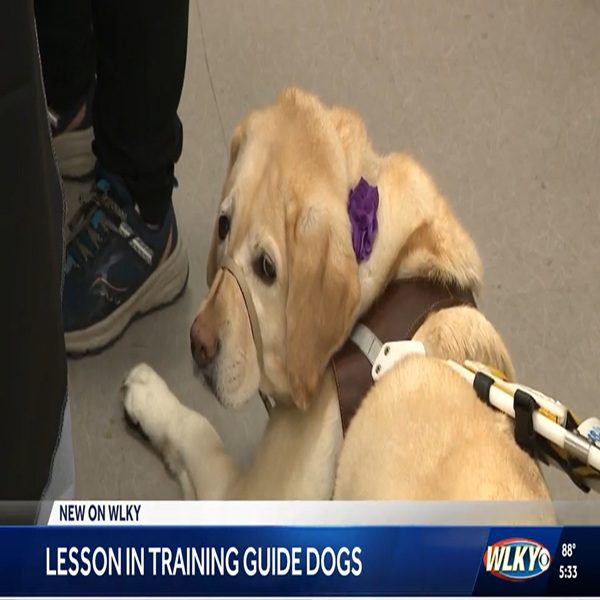 A screengrab from WLKY. A dog guide with a purple flower is lying on the ground. The dog is wearing a harness.